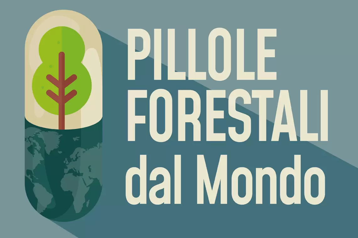 Pillole Forestali dall'Italia